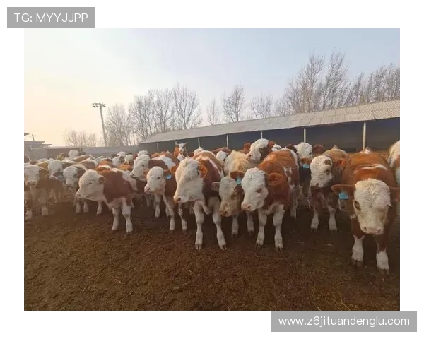 最新尊龙凯时官网地址，满足用户需求与服务优化